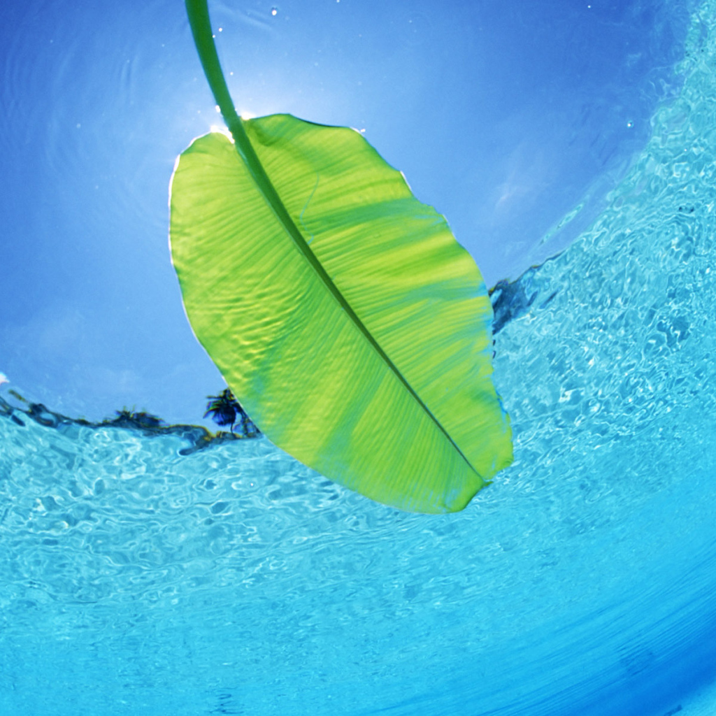 Листок на воде