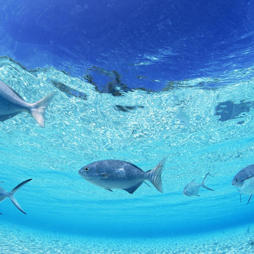 Морское дно