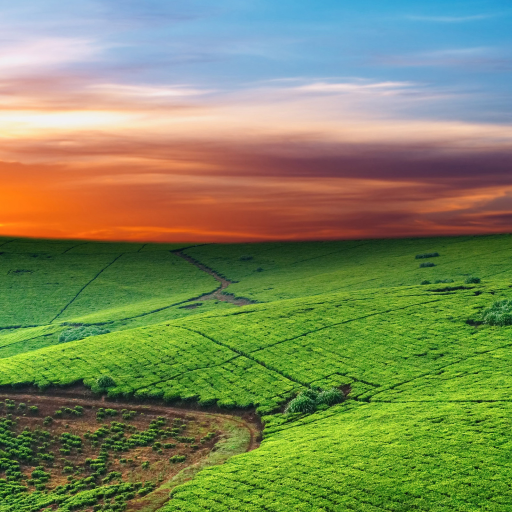 Зеленые пастбища на закате