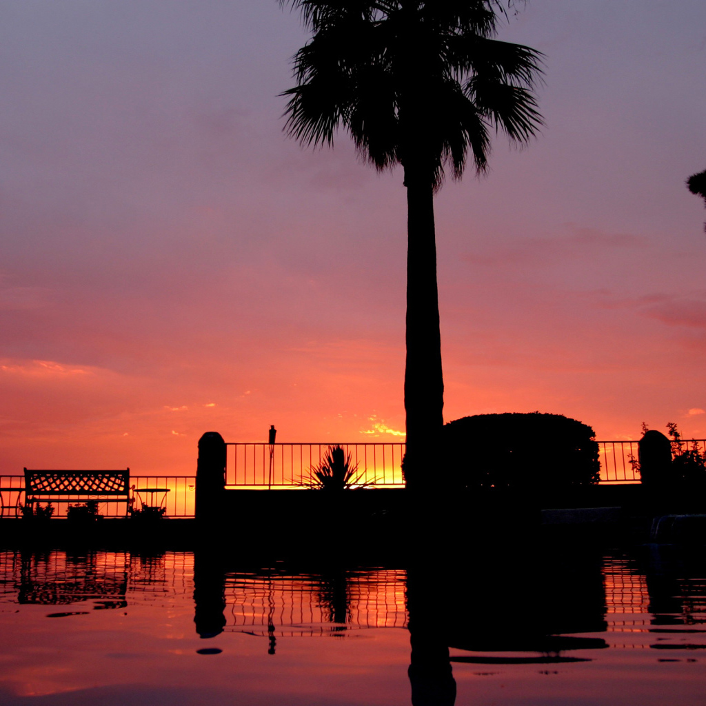 Закат и пальмы