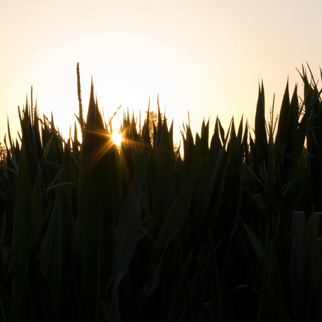 Вечерняя заря