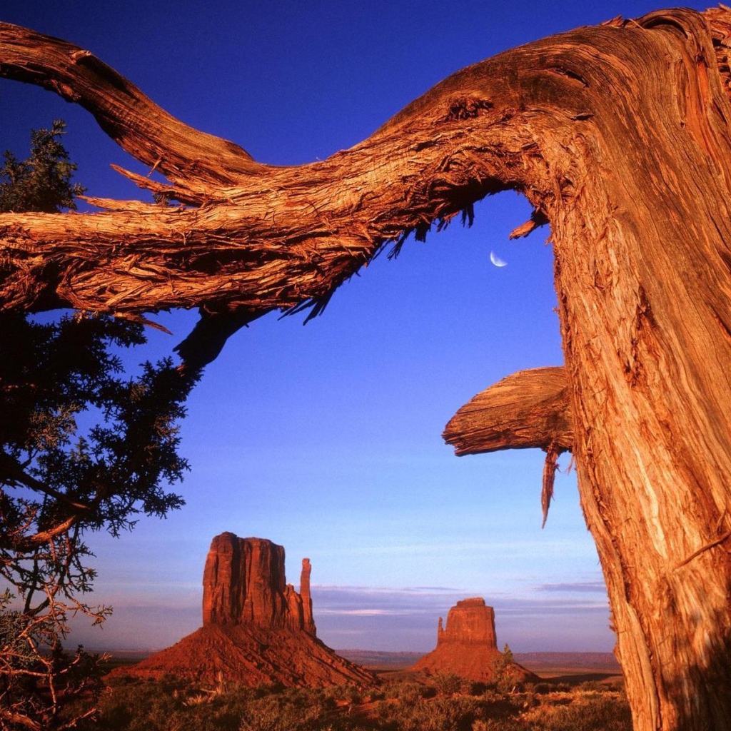 Старое дерево в пустыне