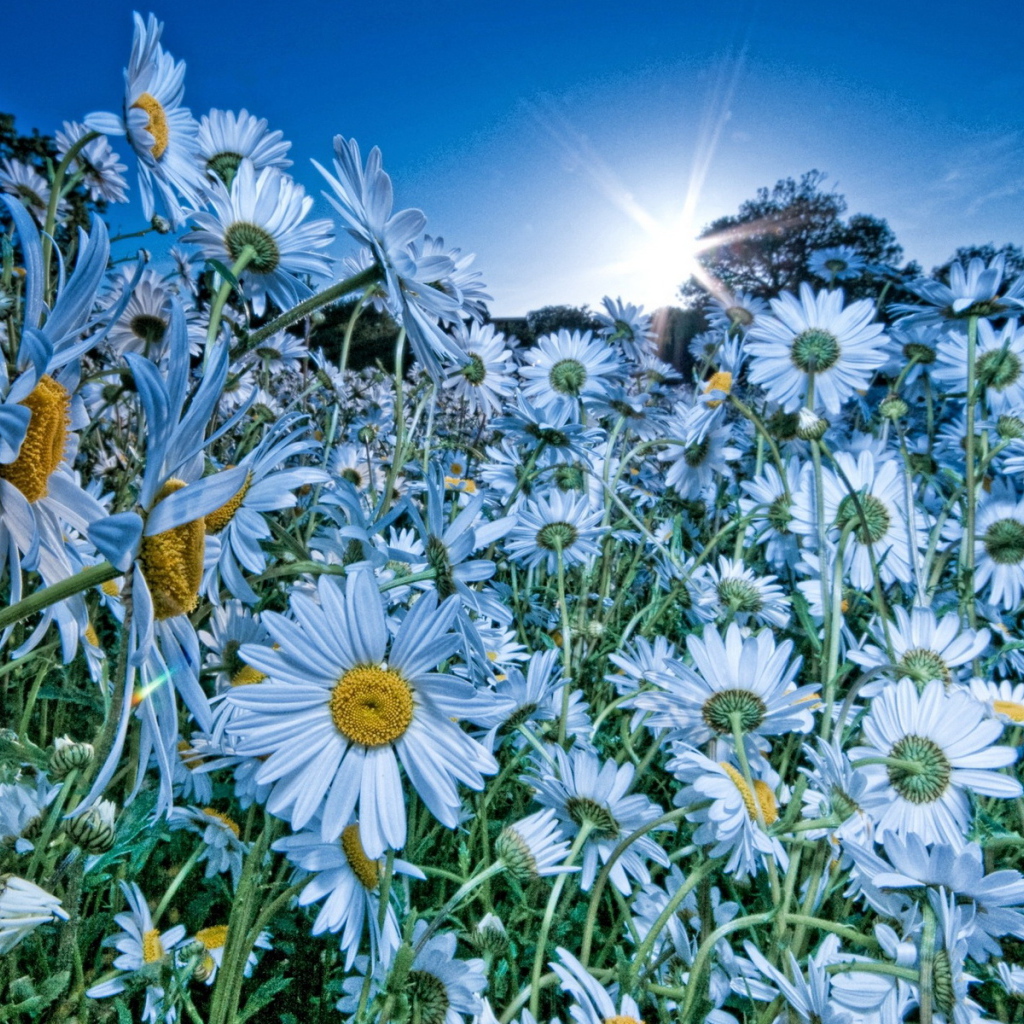 Облако ромашек