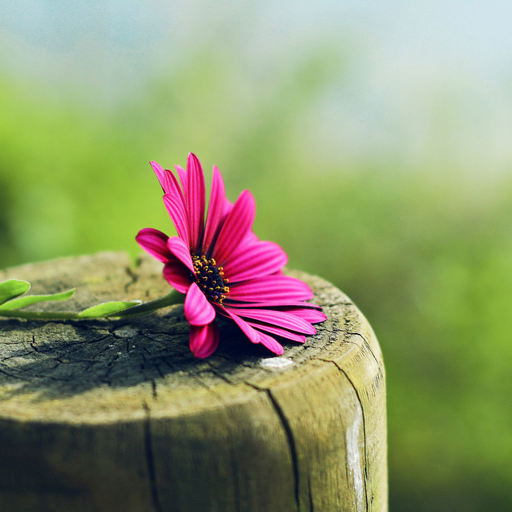 Цветок на пне