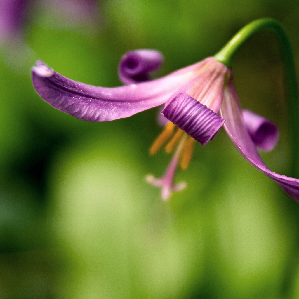 Красивый цветок