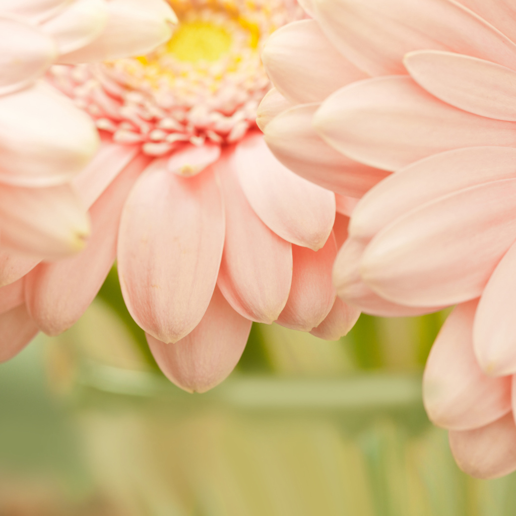 Красивые цветы