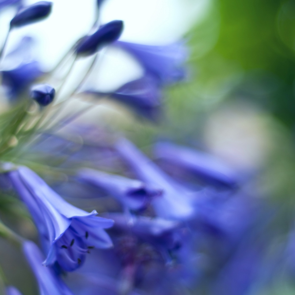 Колокольчики