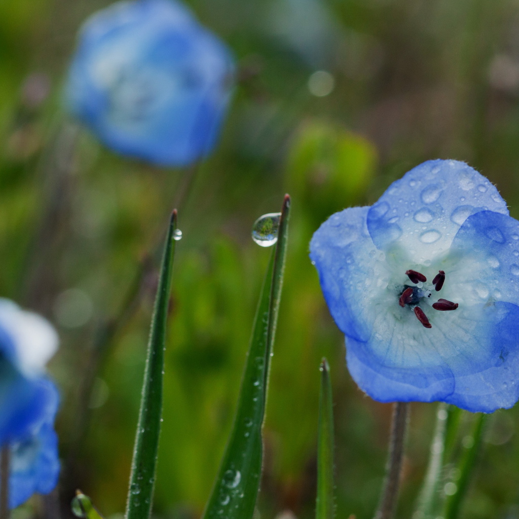 Колокольчики в росе