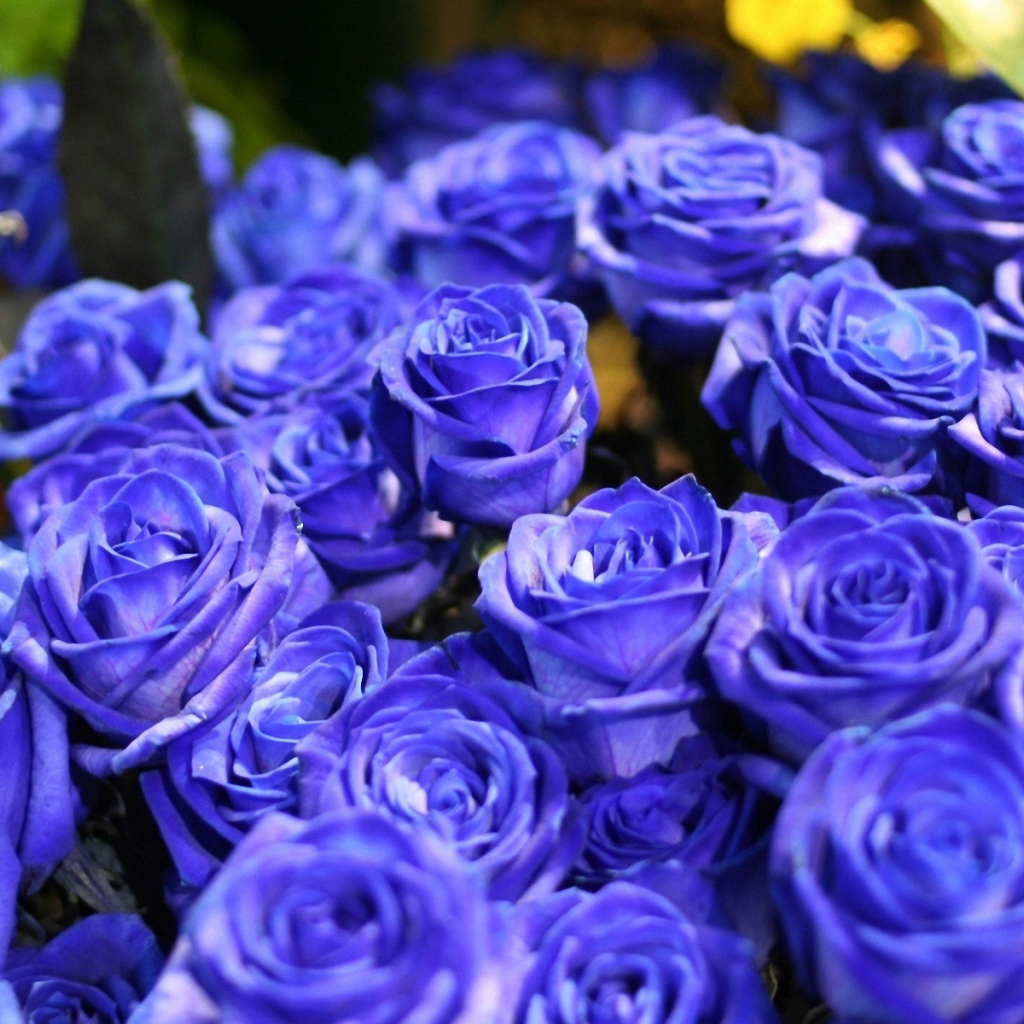 Синие розы