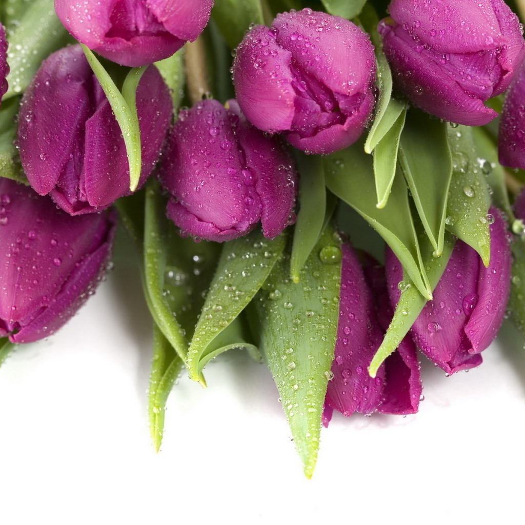 Букет тюльпанов