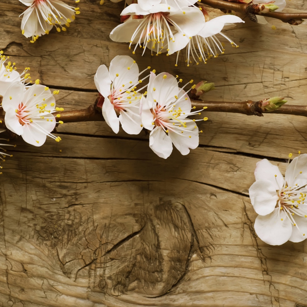 Цветки вишни