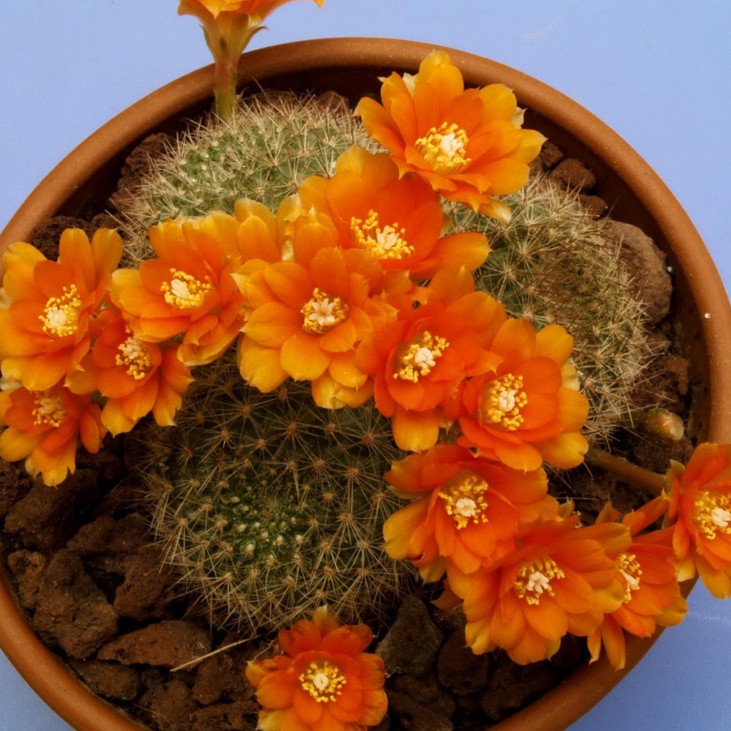 Кактус цветущий