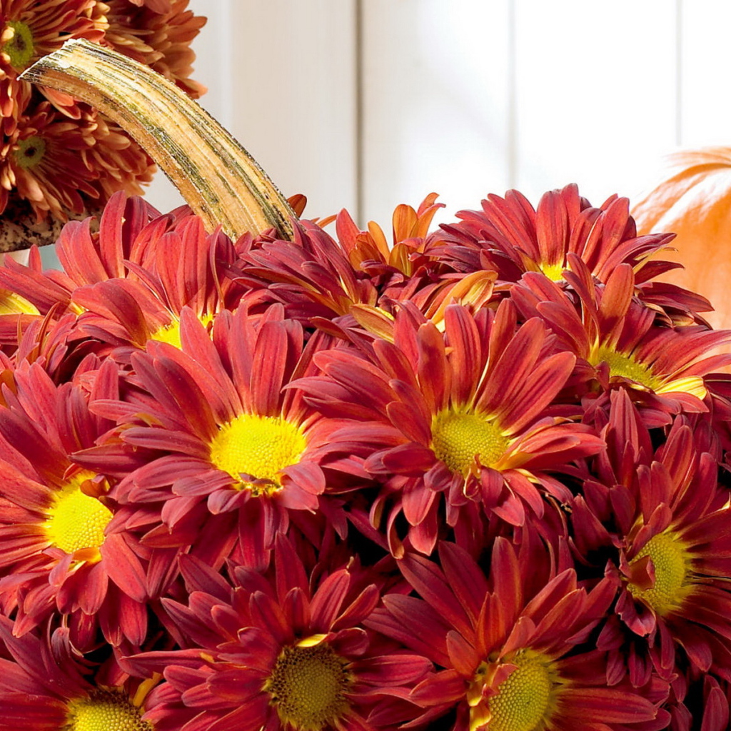 Хризантемы