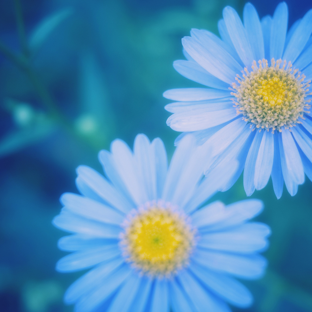 Маргаритки