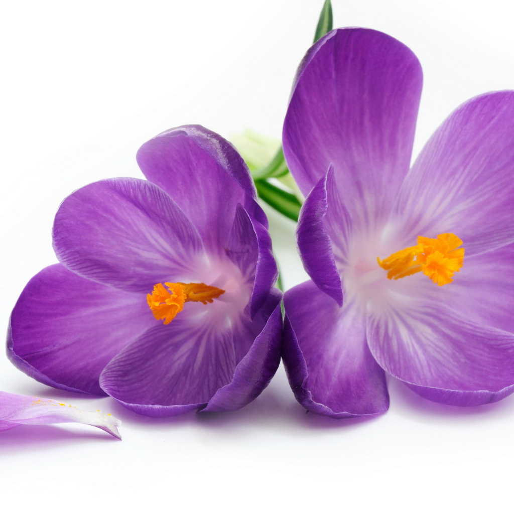 Нежный цветок