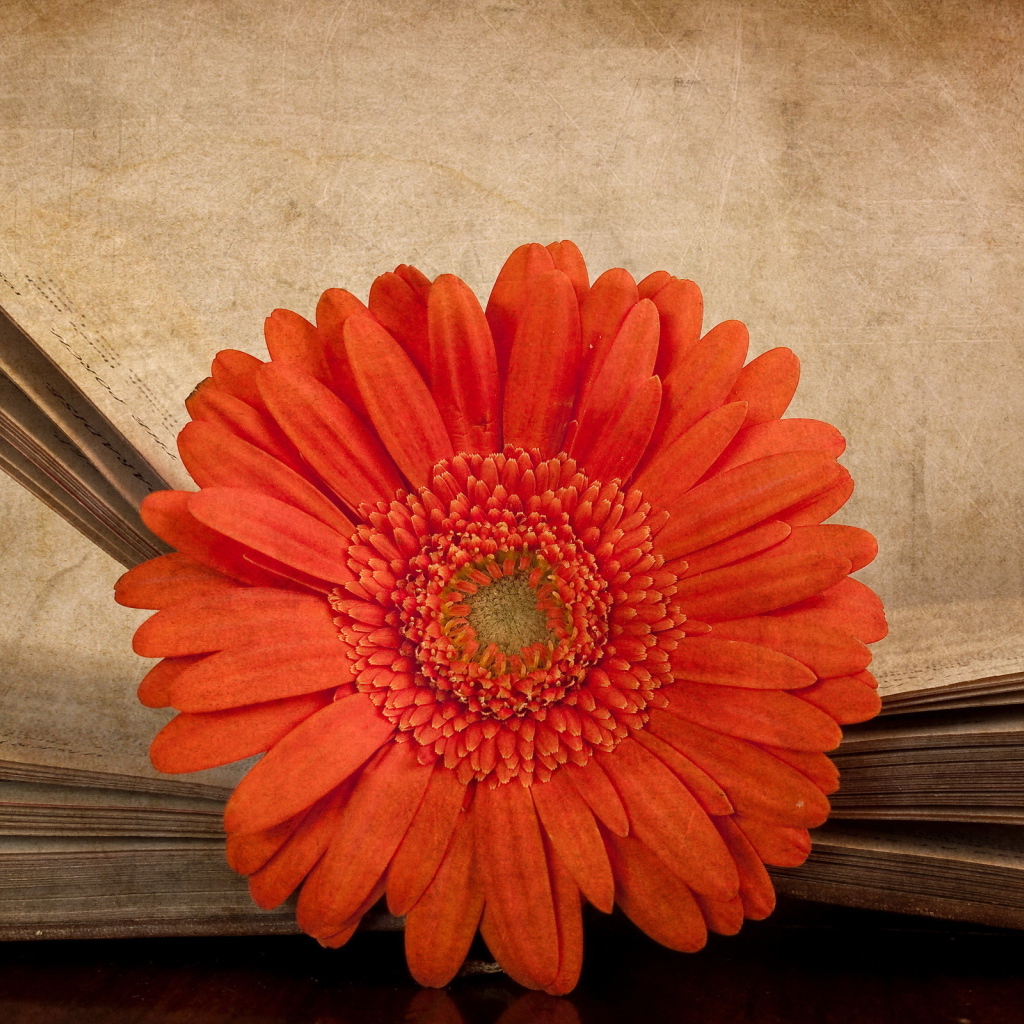 Гербера в книге