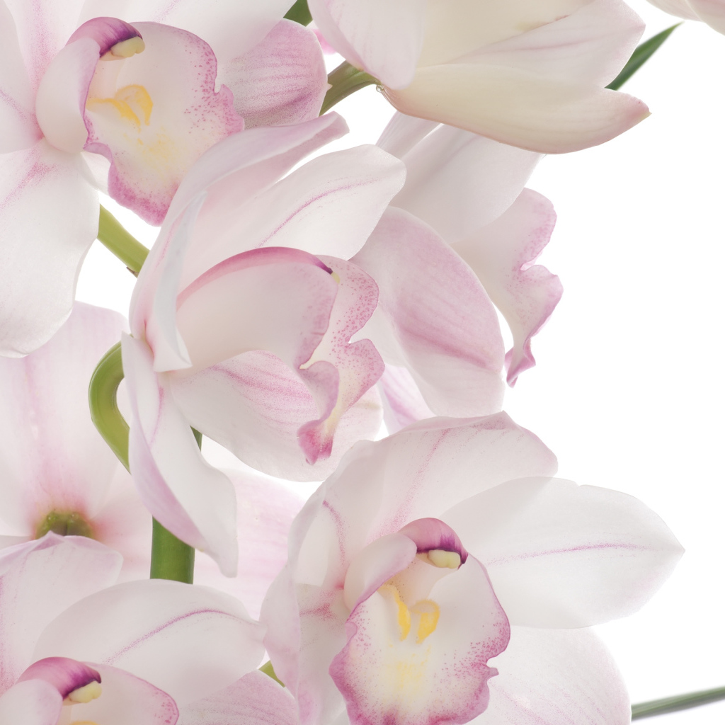 Розовая орхидея