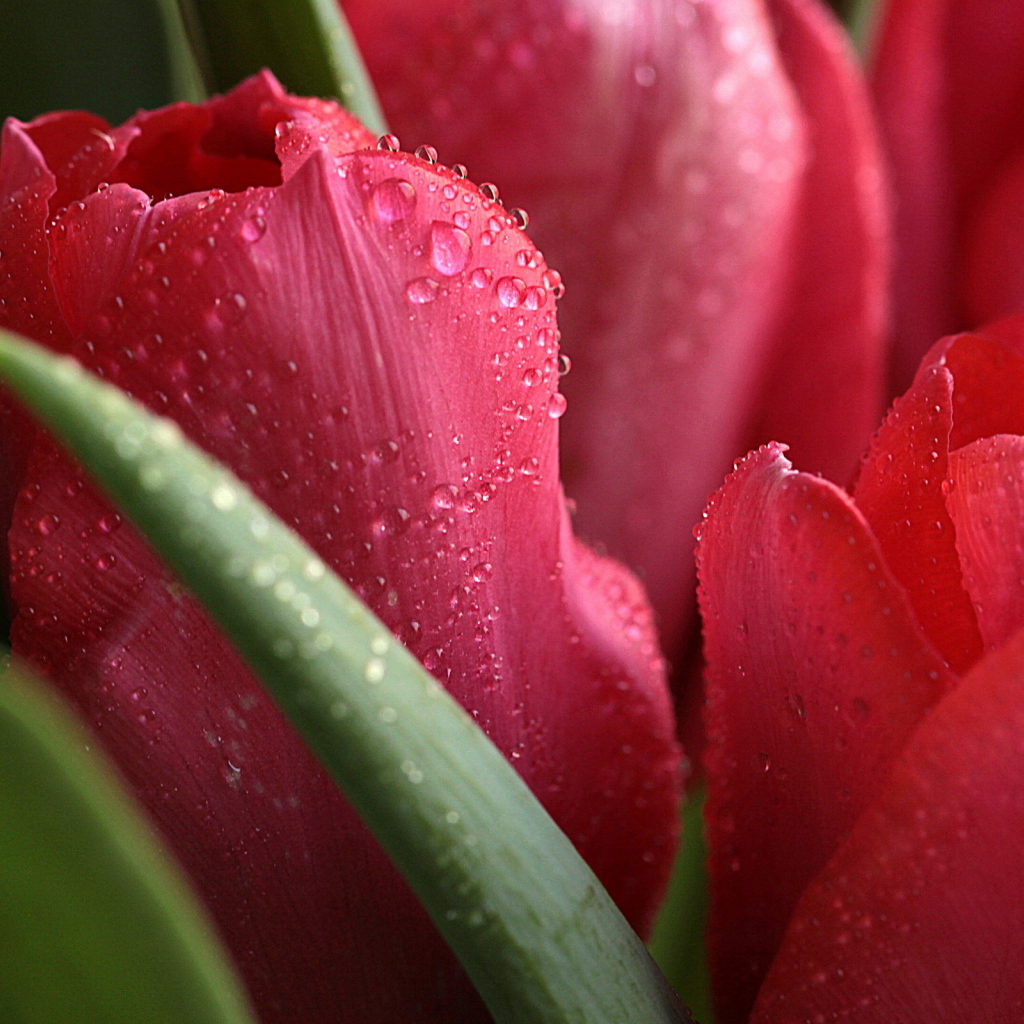 Красные тюльпаны