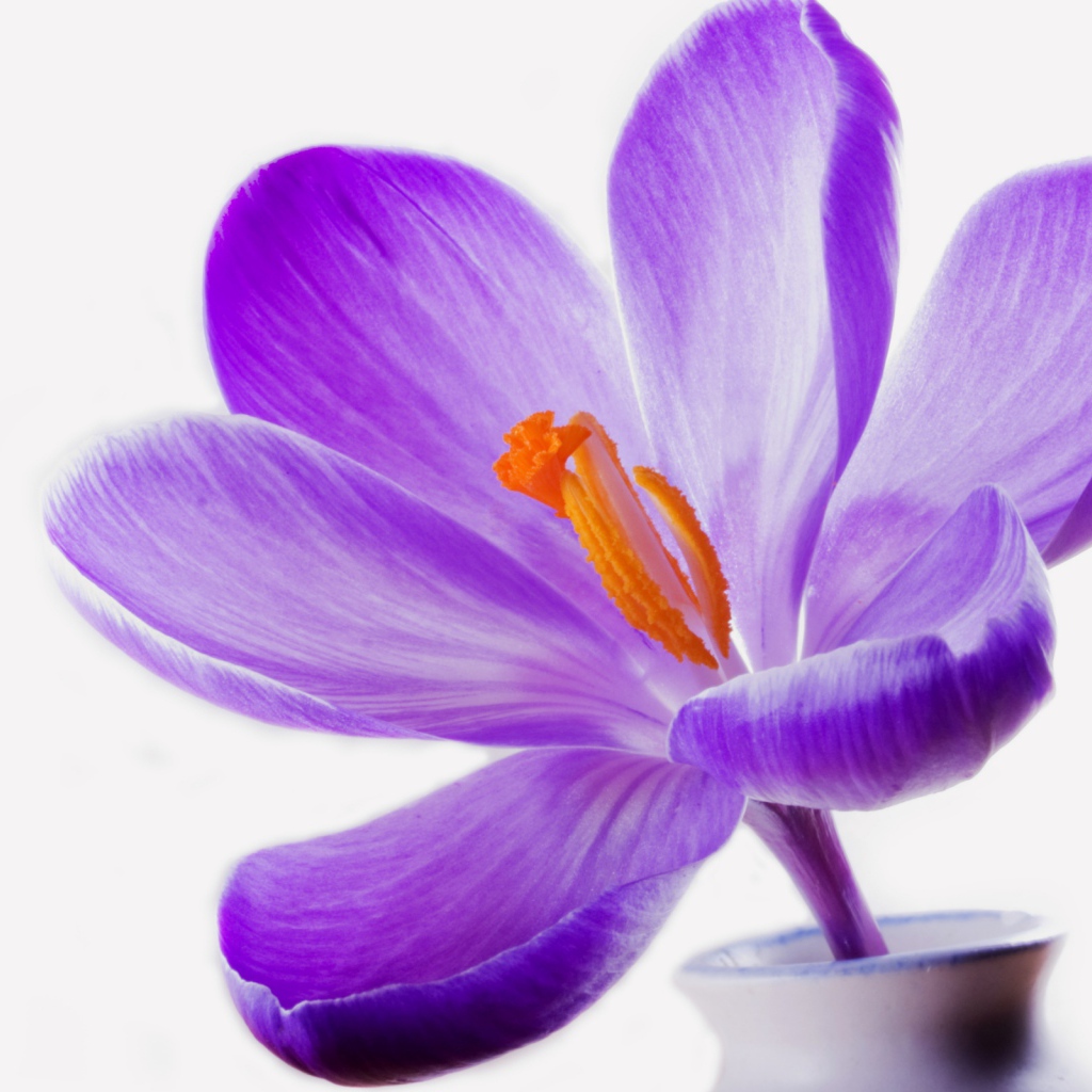 Цветок сирени