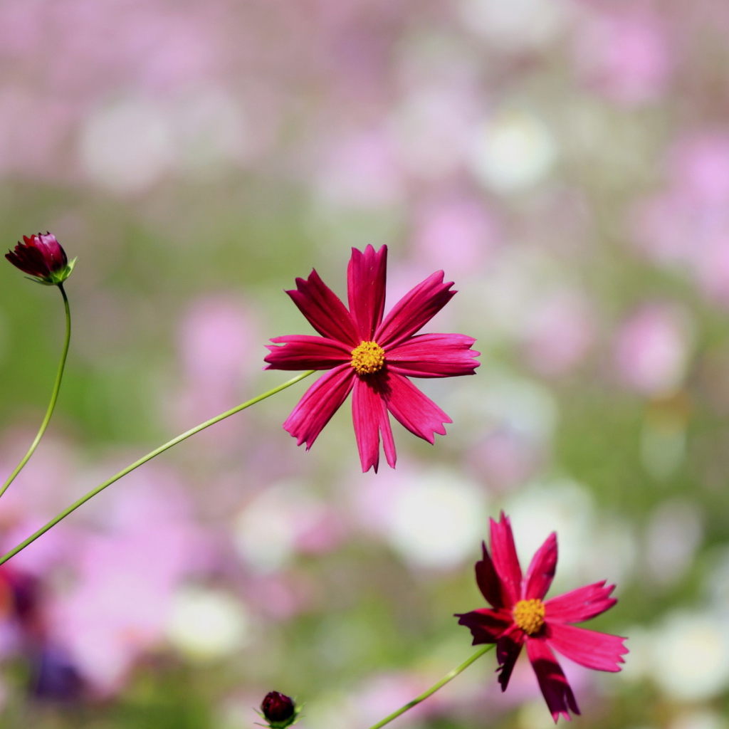 Цветки космеи