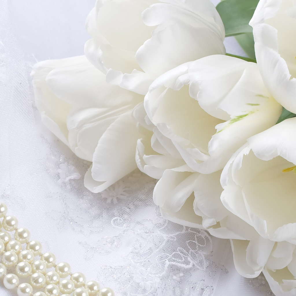 Белые тюльпаны