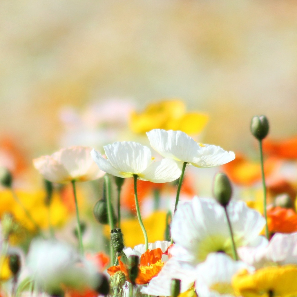 Желтые маки