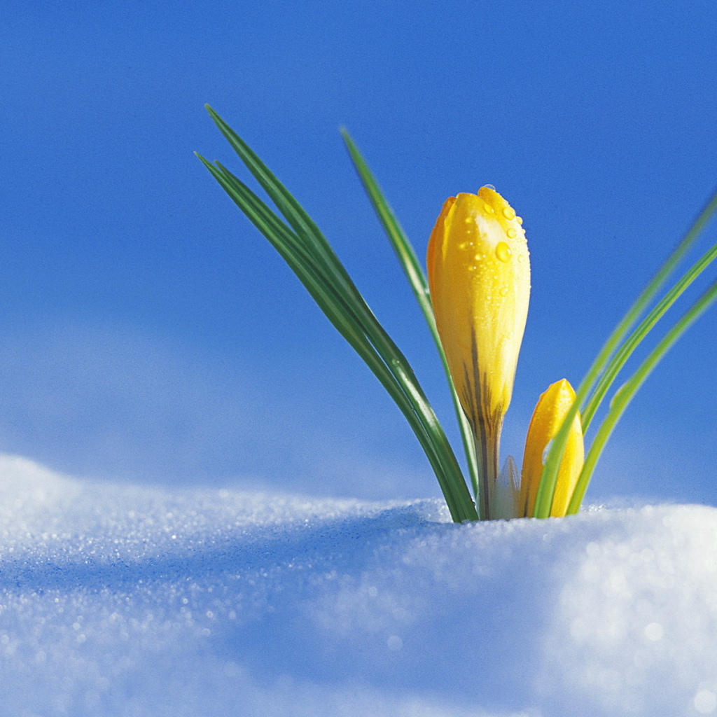 Желтый крокус