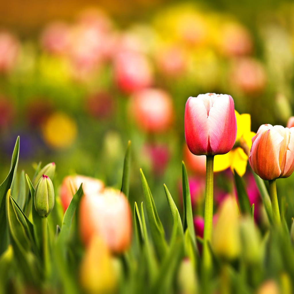 Цветущие тюльпаны