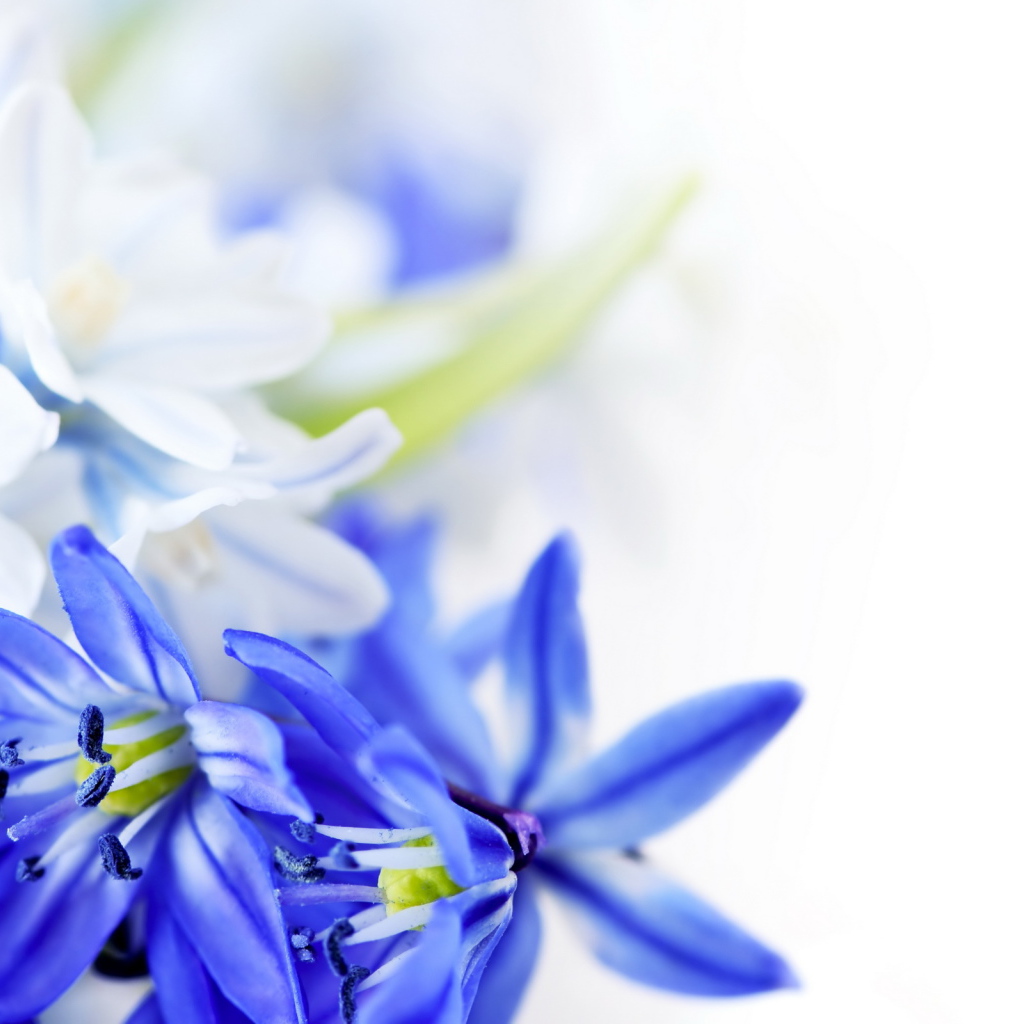 Голубые цветы