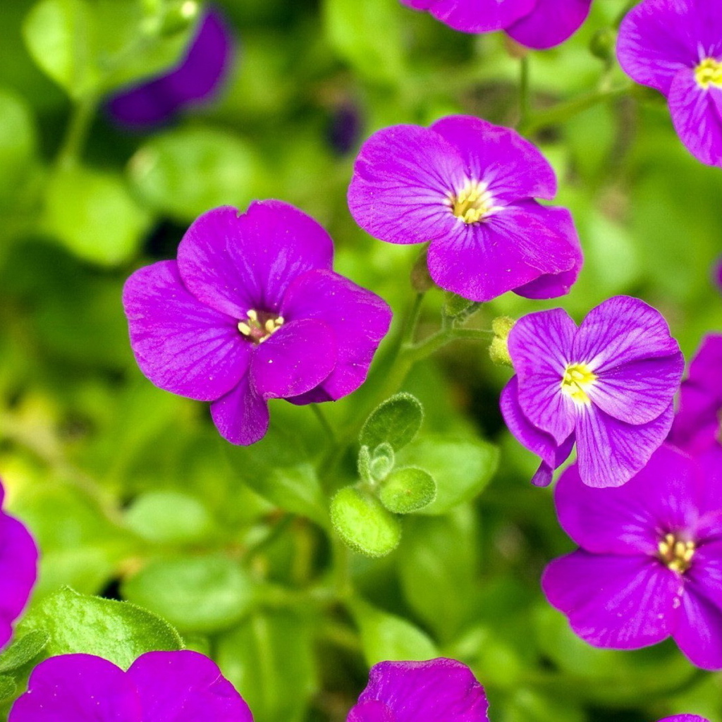 Яркие соцветия