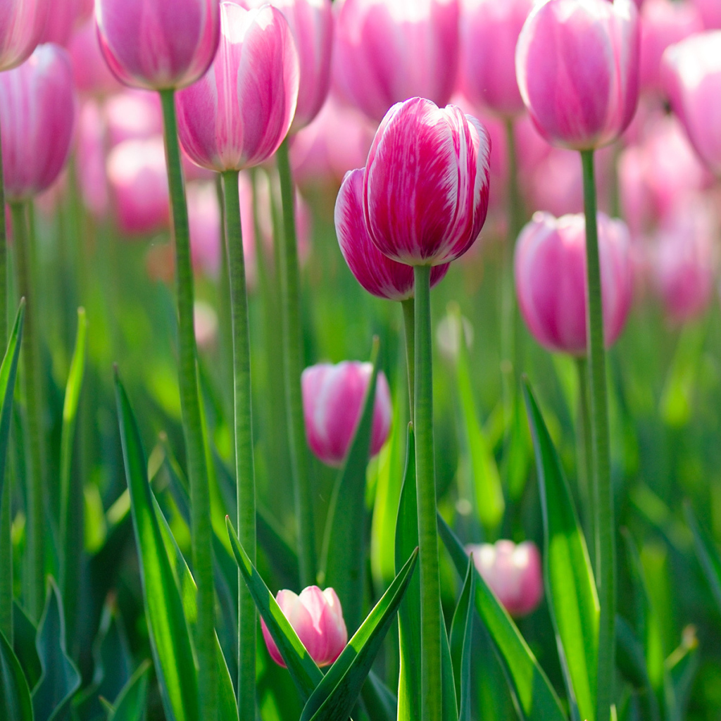 цветы Тюльпаны