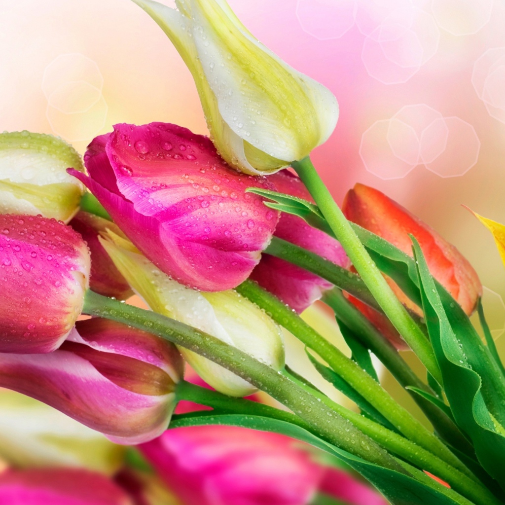 Весенние тюльпаны