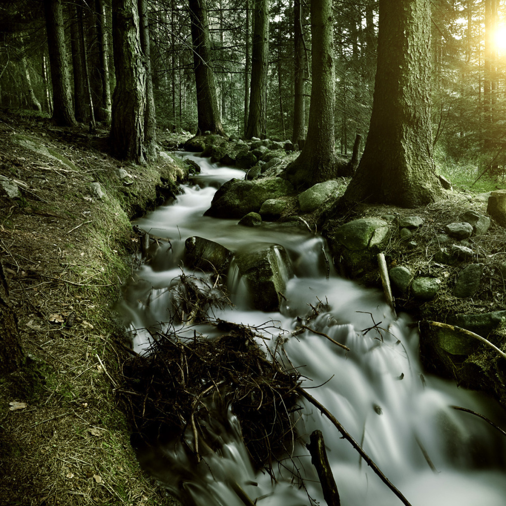 Лесной ручей