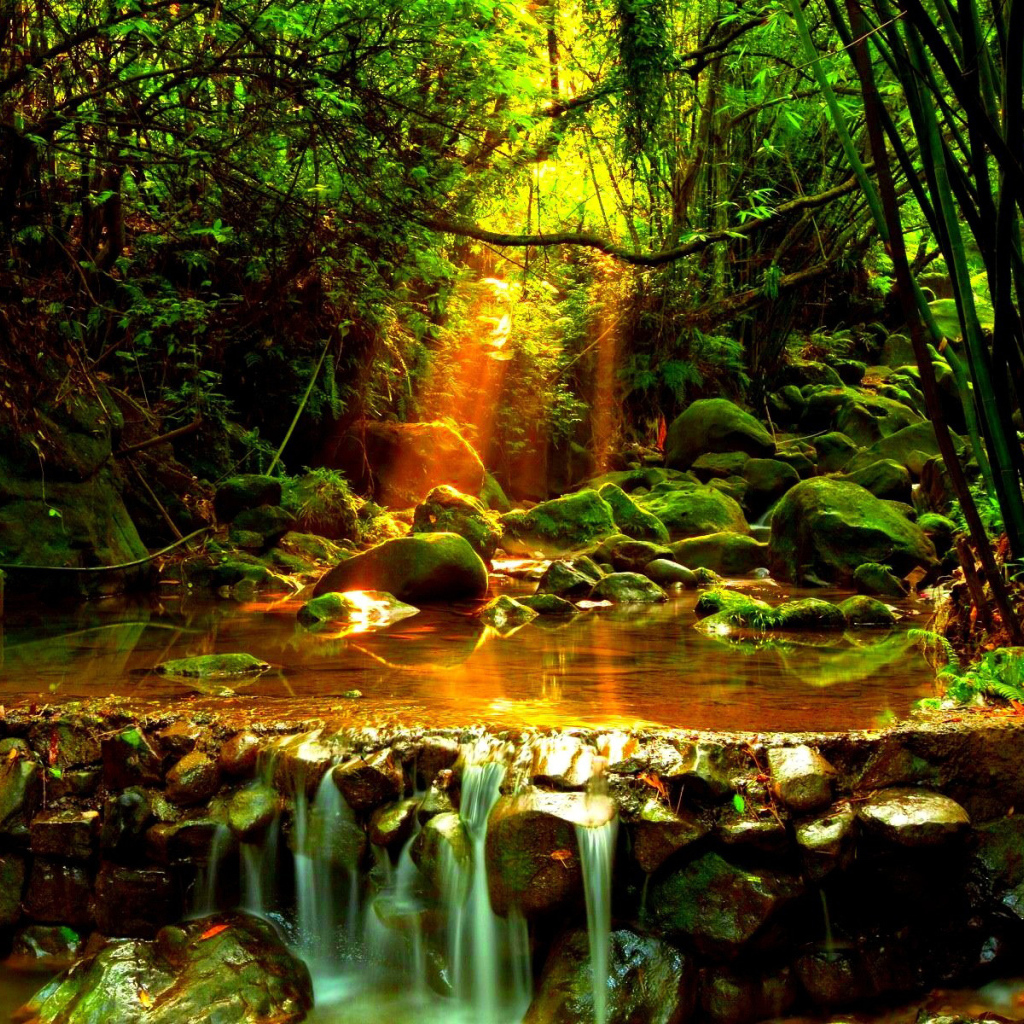 Лесной ручей