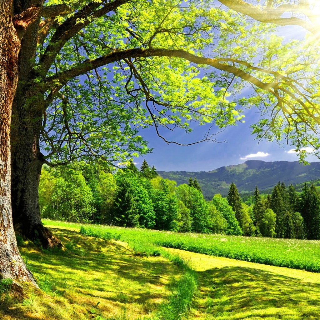 Солнце светит