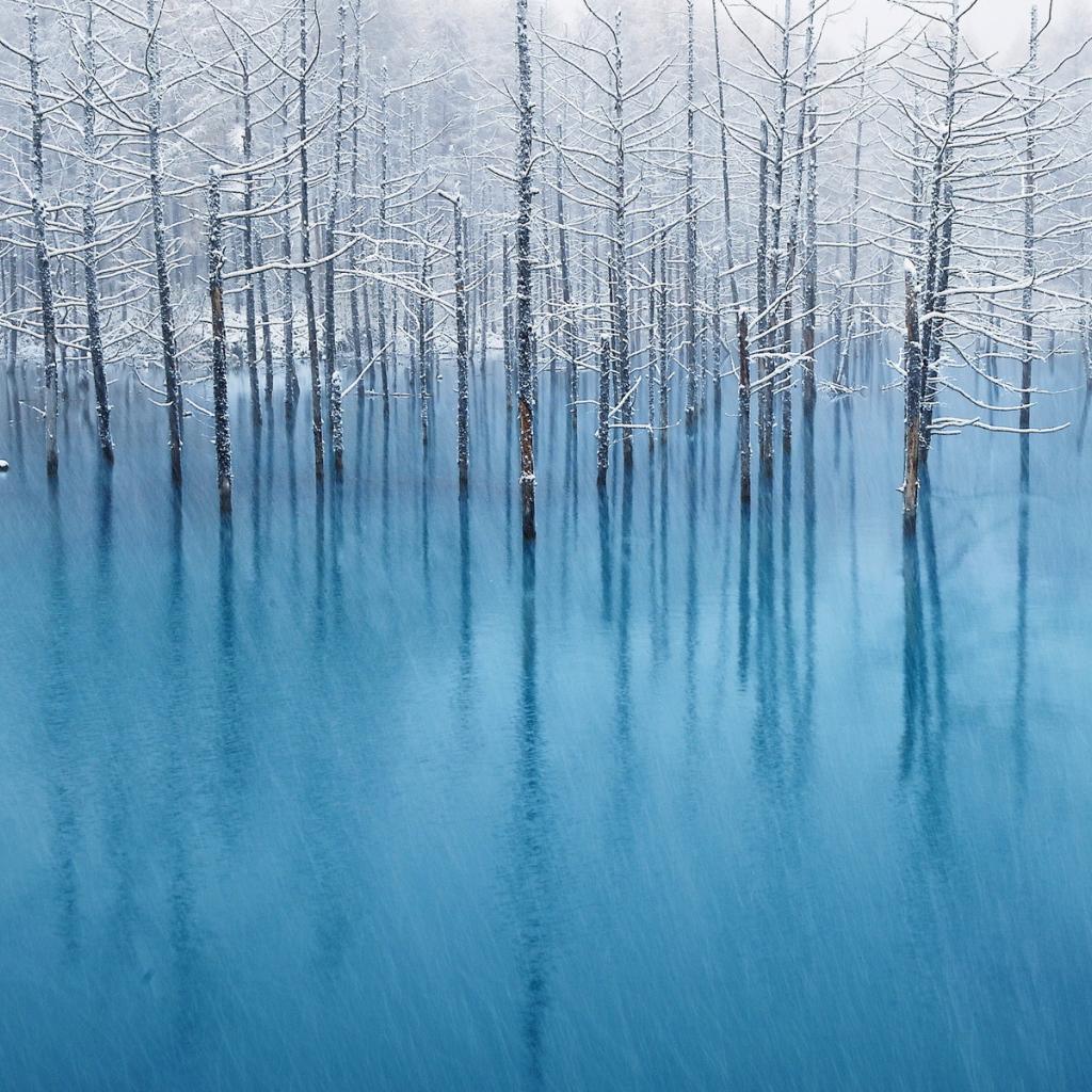 Деревья под снегом
