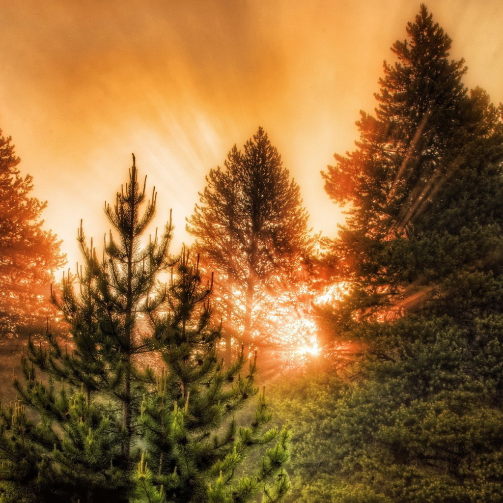 Хвойный лес