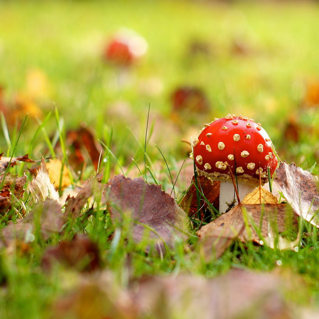 Мухомор на поляне
