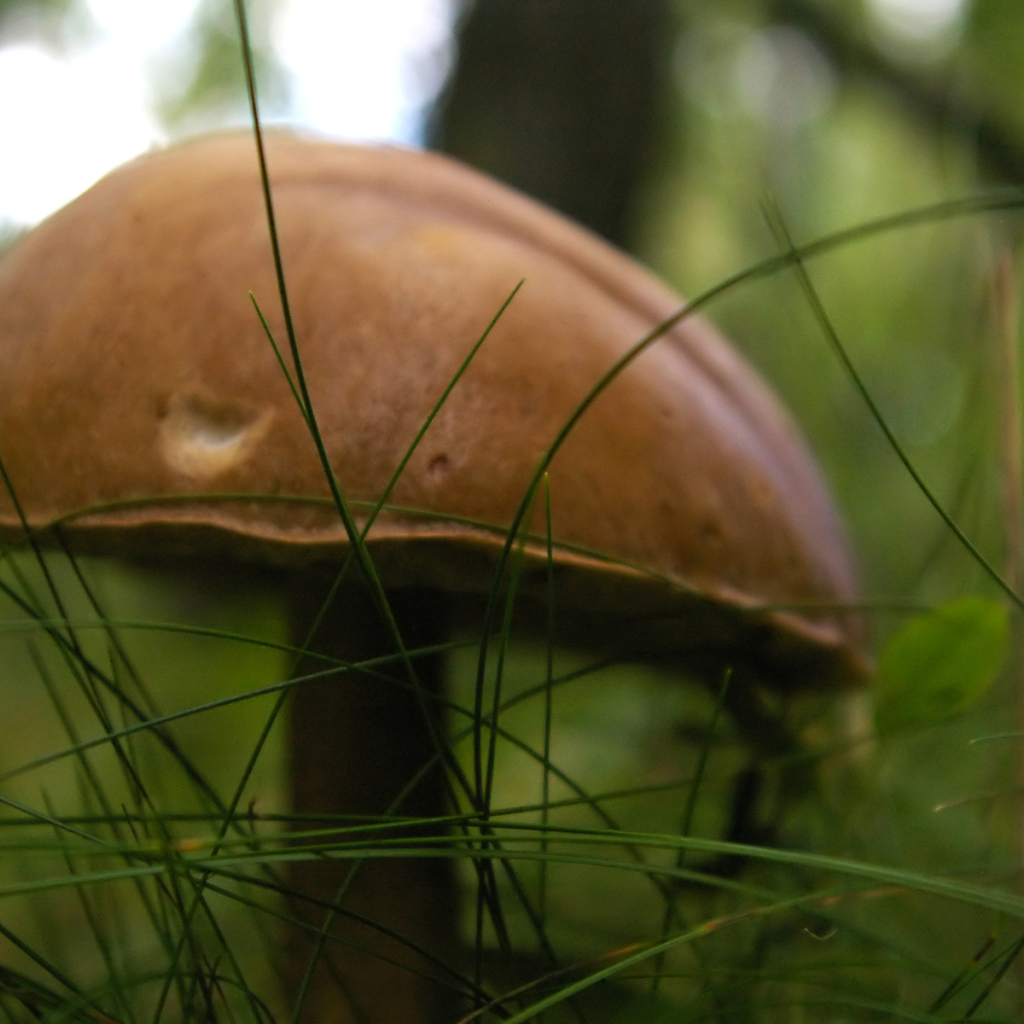 гриб Подберезовик