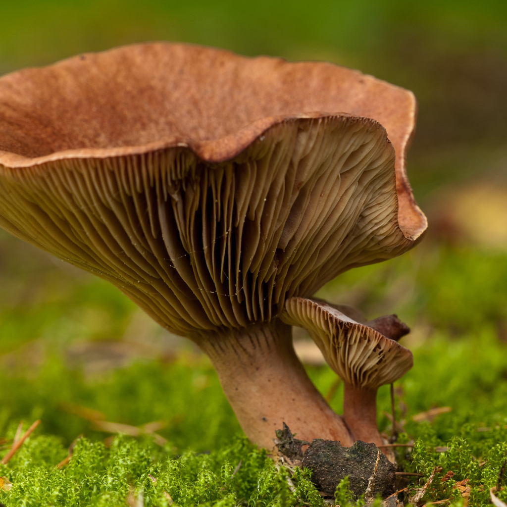 Гриб среди мха