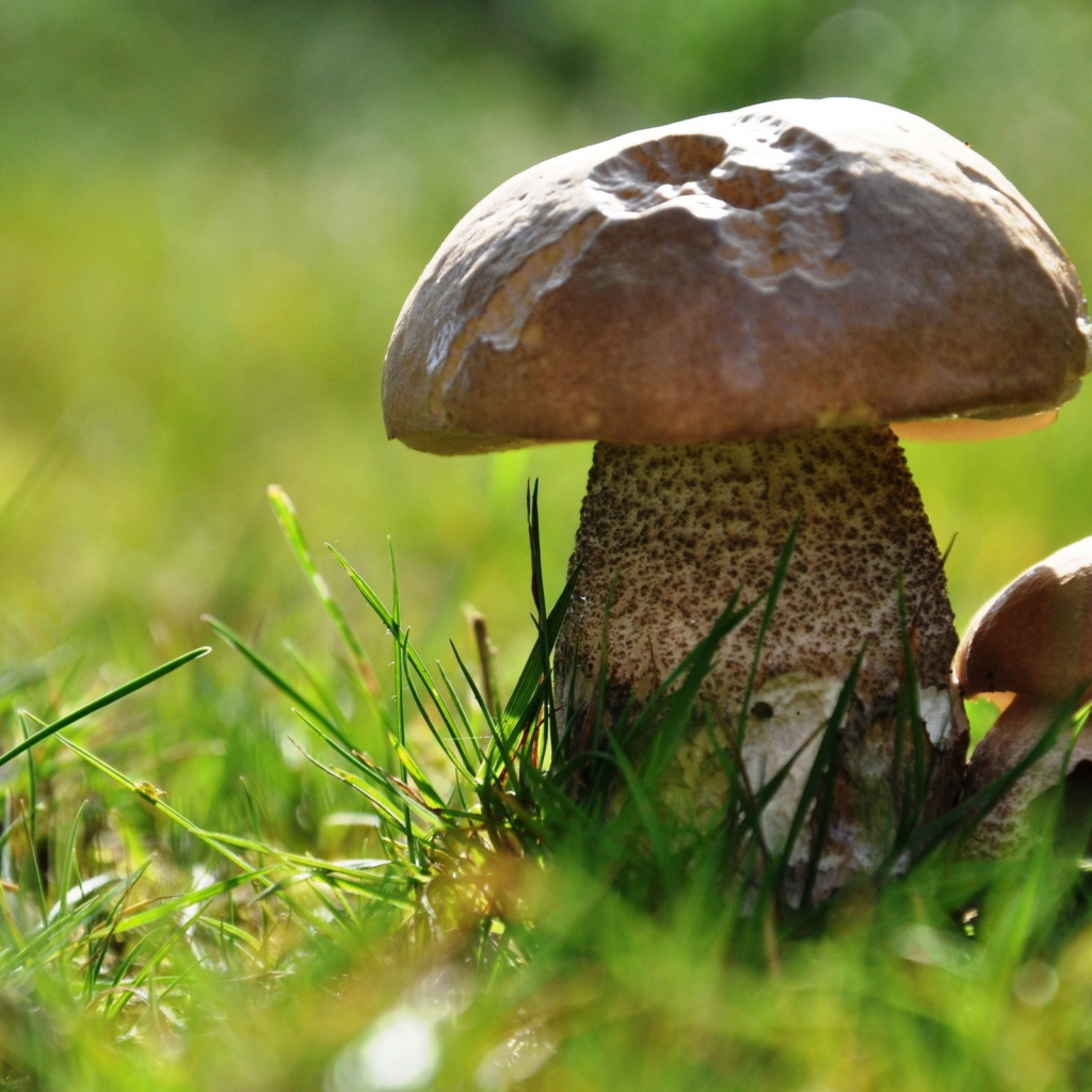 Два подберезовика