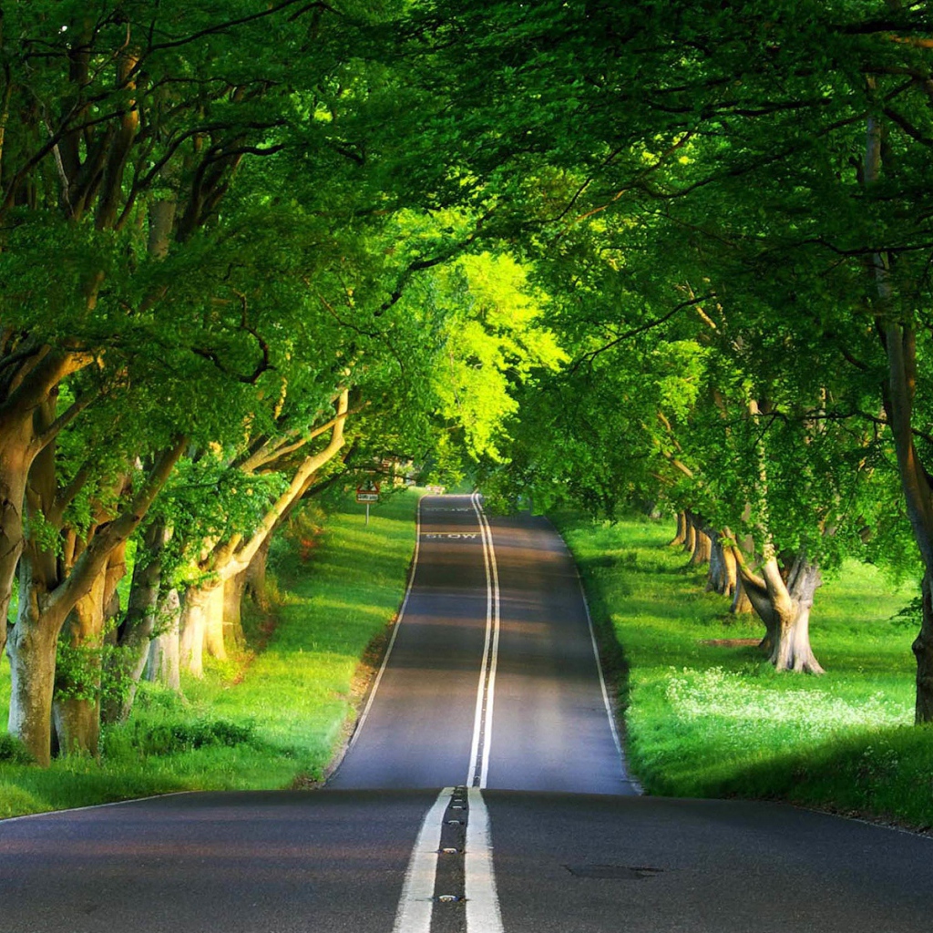 Зеленая дорога