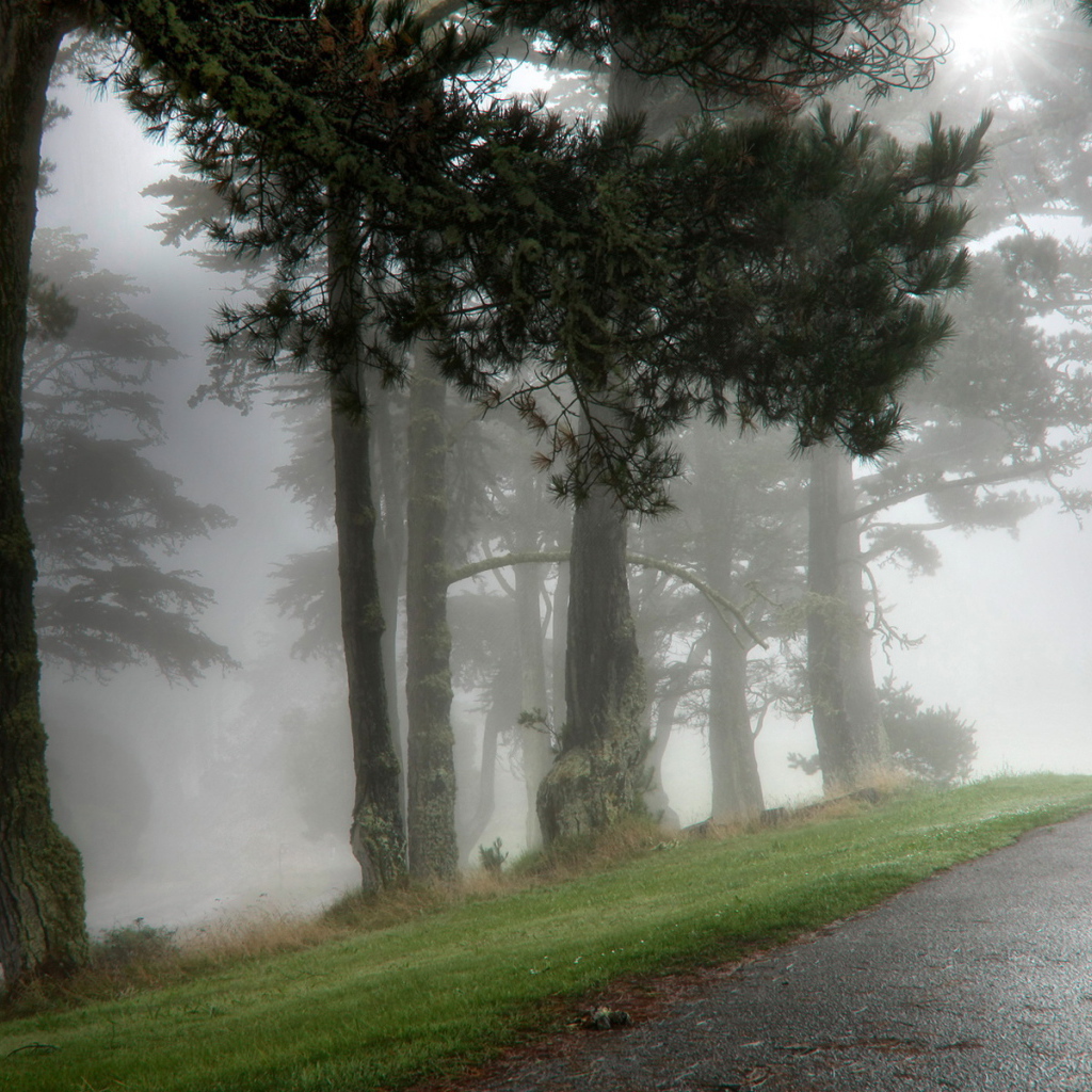 Парк в тумане