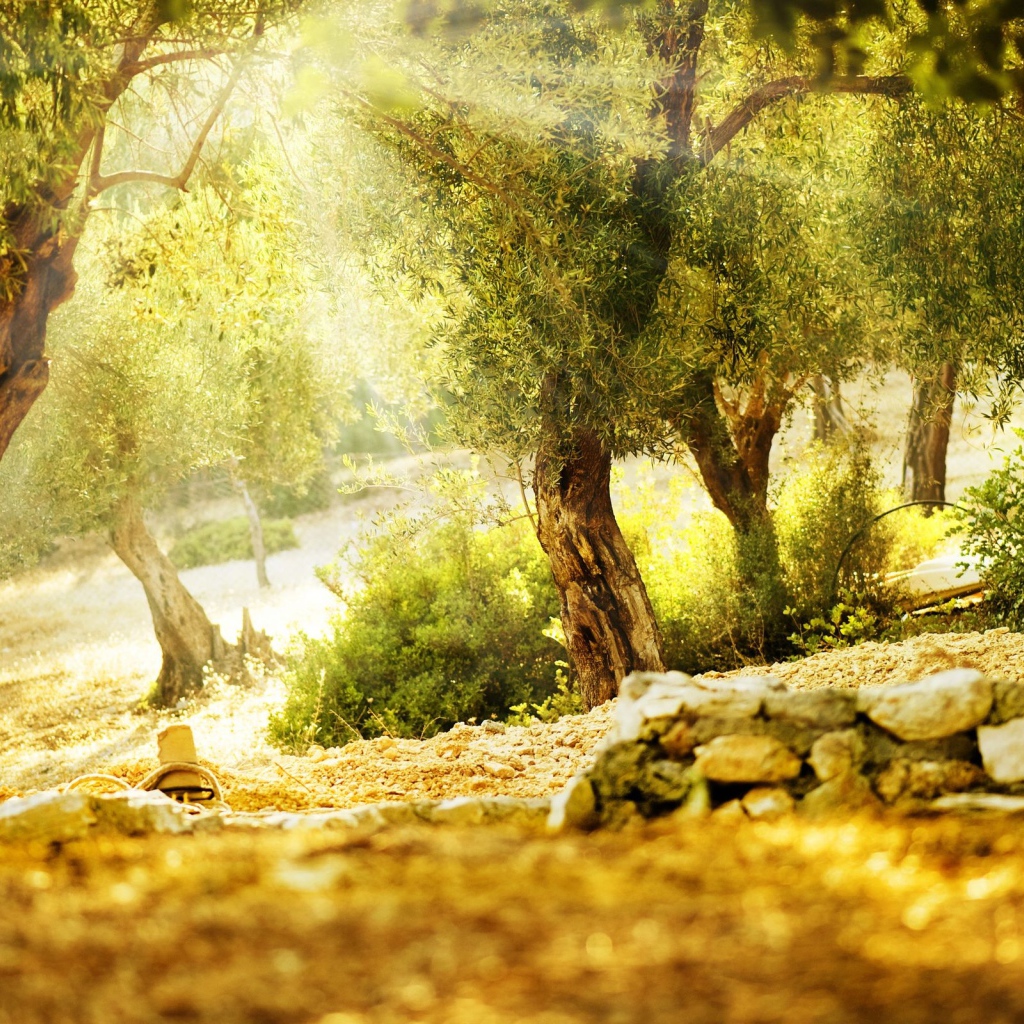 Летний парк