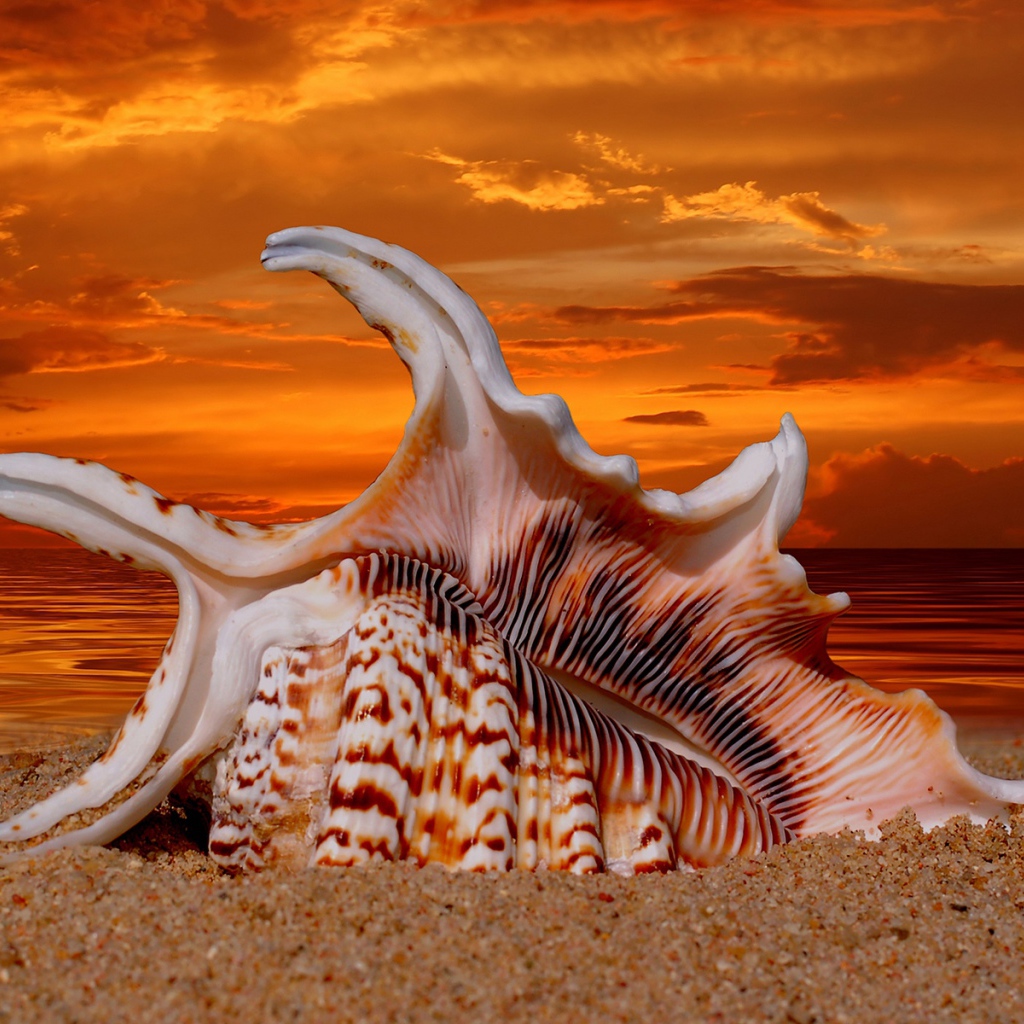 Раковина на закате