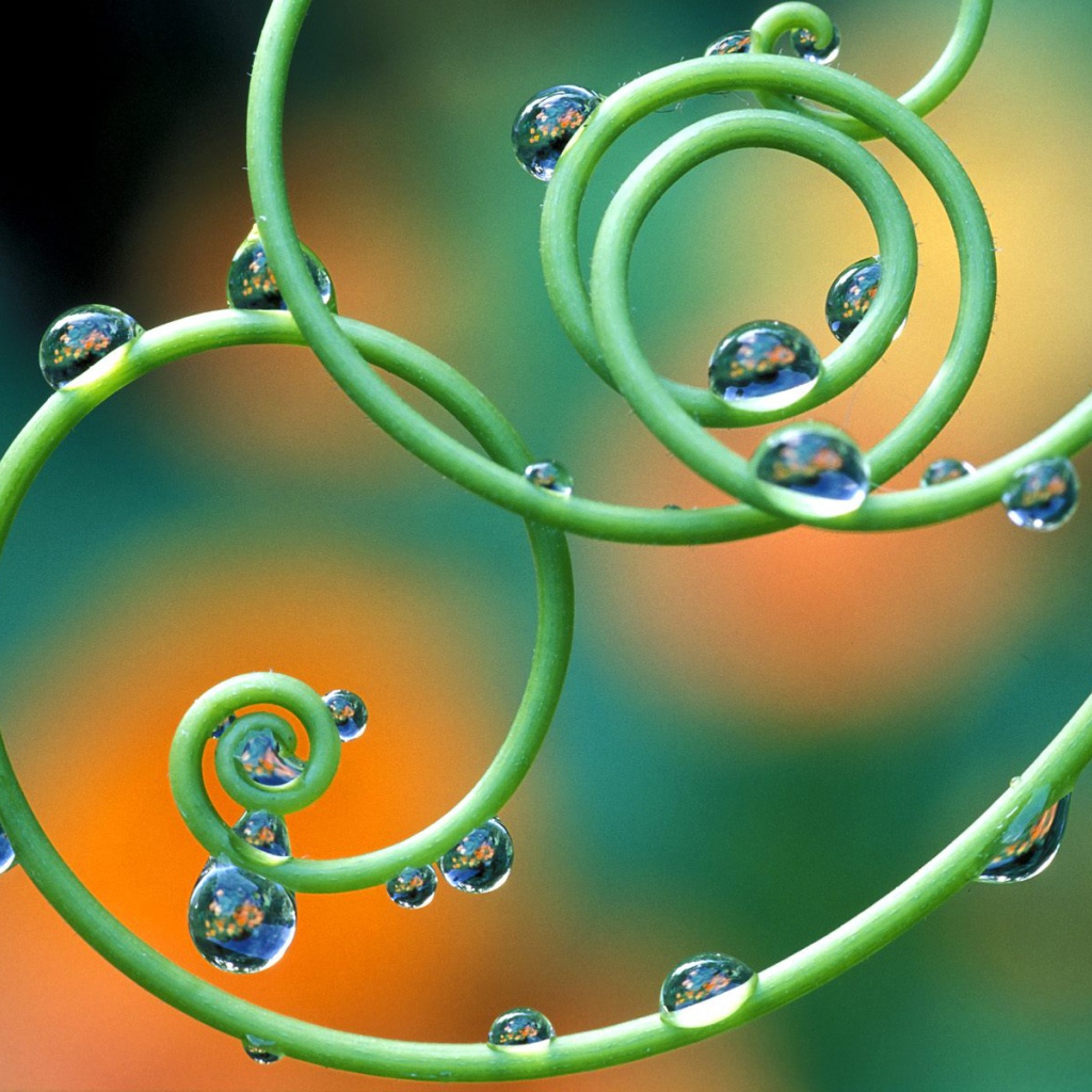 Капельки росы