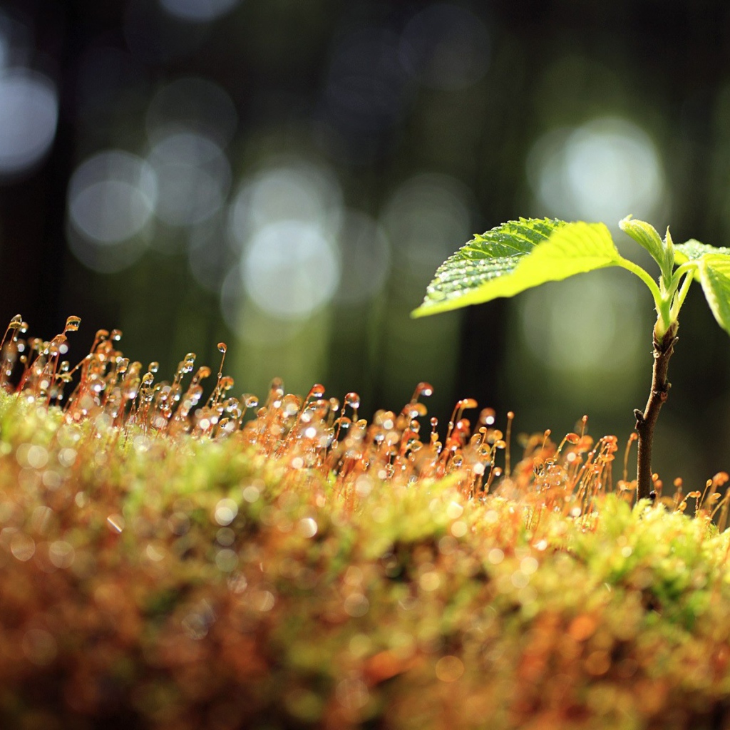 Утренний мох