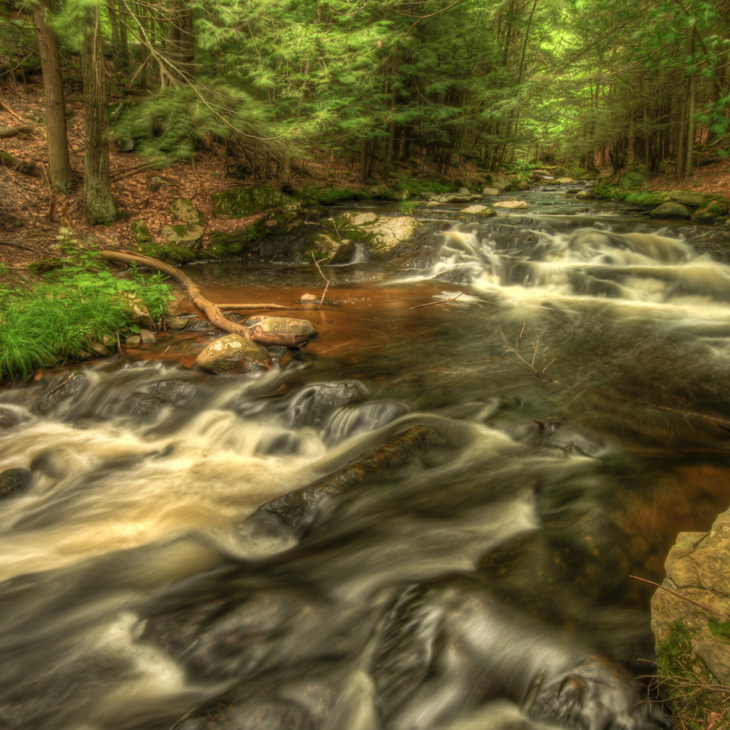 Речка в лесу