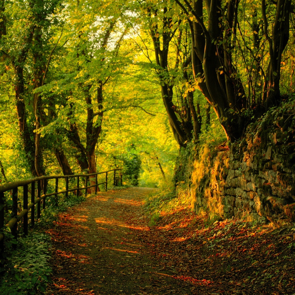 Осенний лесной пейзаж