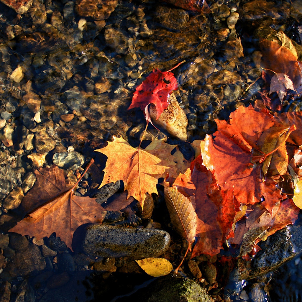 Осенняя лужа